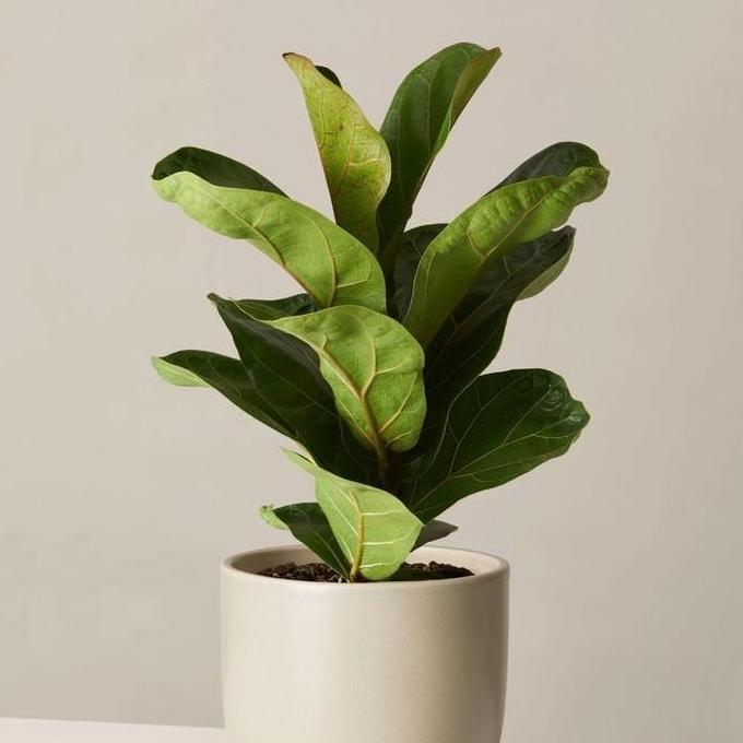 tanaman hias ketapang biola cantik mini original - ficus lyrata