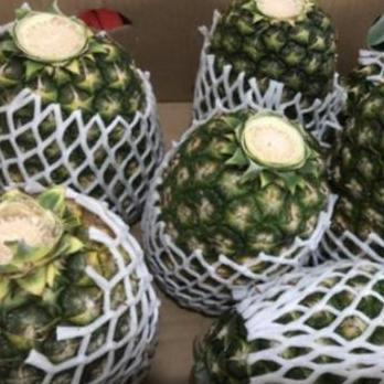 Frutting- Nanas Honi Jumbo-Sunpride