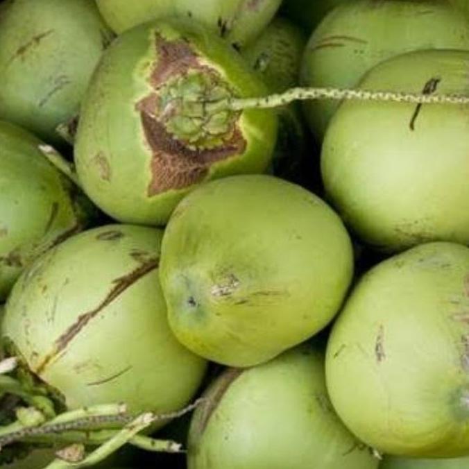 Frutting- Daging Kelapa Muda Beku Frozen