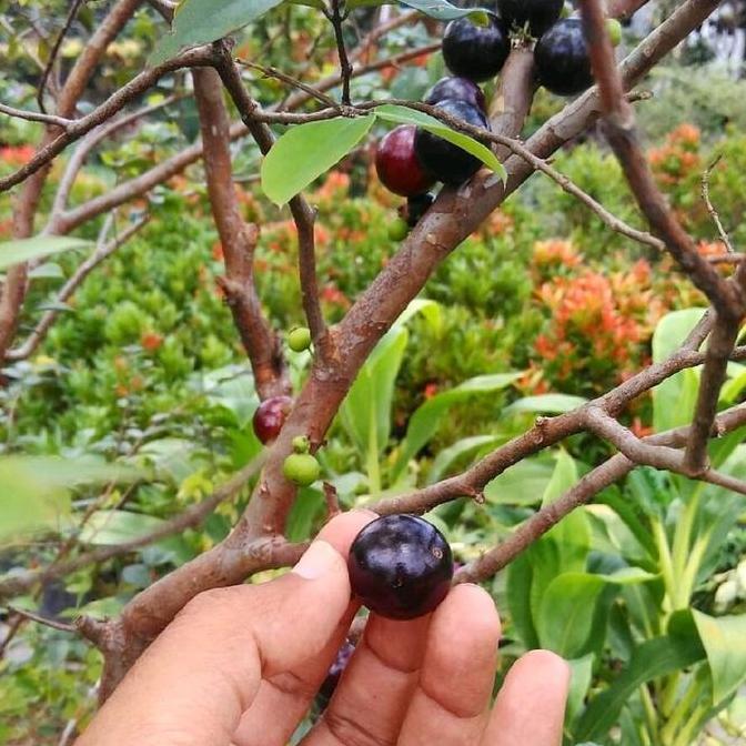 Tabulampot Bibit Tanaman Anggur Brazil Kondisi Berbuah Pohon Buah Anggur Sudah Berbuah Tanaman Hidup