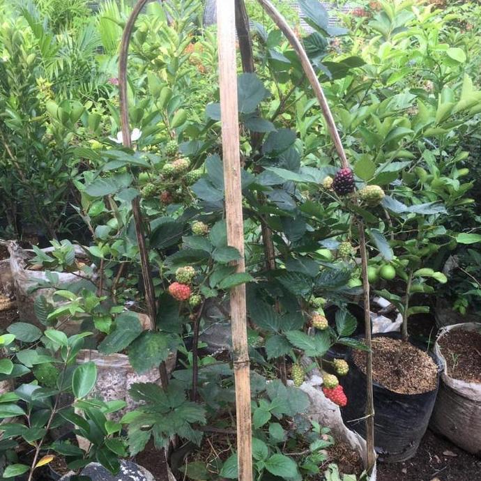 tanaman pohon buah murbei sudah berbuah