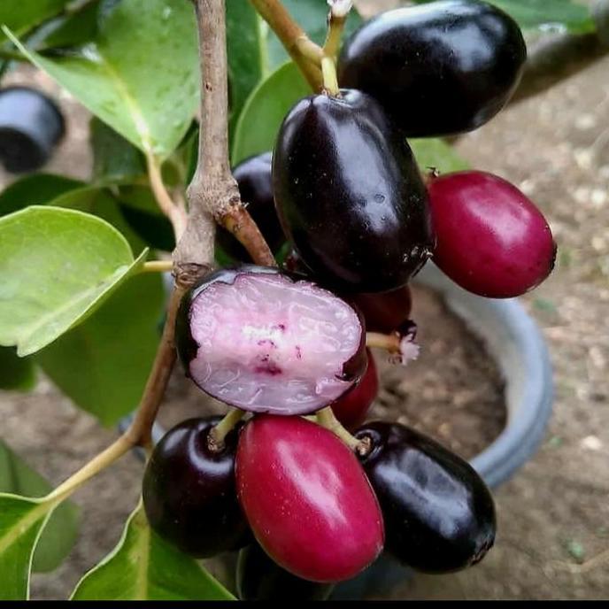 Bibit Buah Juwet Hitam Bisa Berbuah Di Dalam Pot