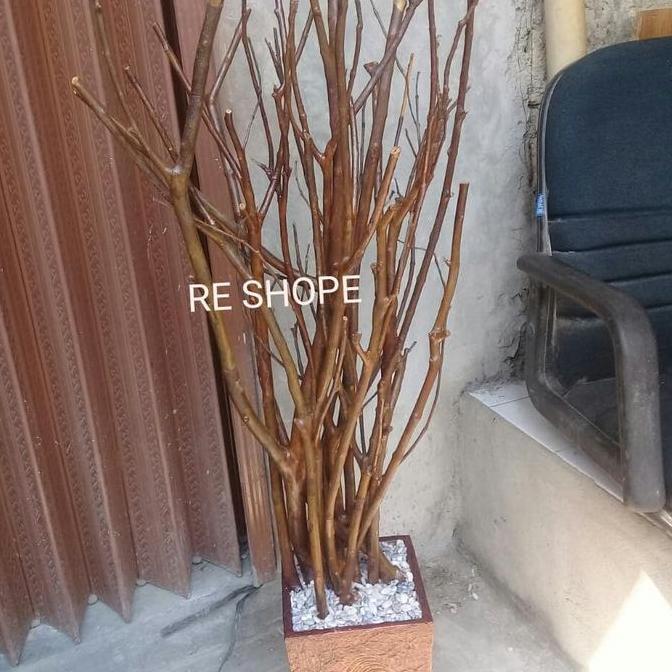 New | Pohon Ranting Kayu Jambu Asli 120Cm