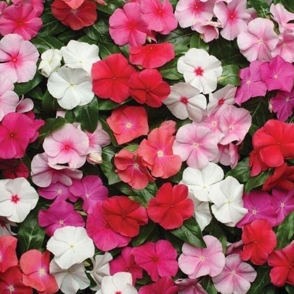 Bibit Benih Biji Bunga Gantung Vinca Mix Warna Tapak Dara Mudah Tumbuh valid
