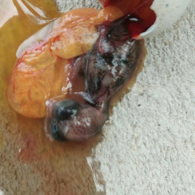 tapuy (umpan galatama)/ Esen galatama umpan Lele