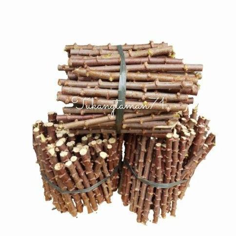 Bibit pohon Singkong mentega singkong kuning isi 17 Batang plus bonus