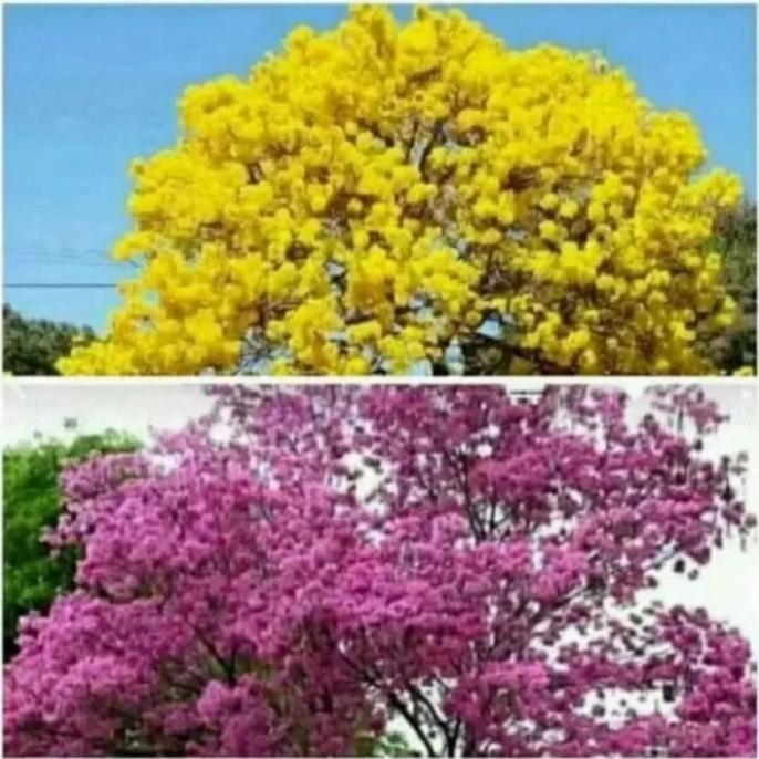 Tanaman Tabebuya Varian Warna Pohon Tabebuya Bibit Tanaman Tabebuya