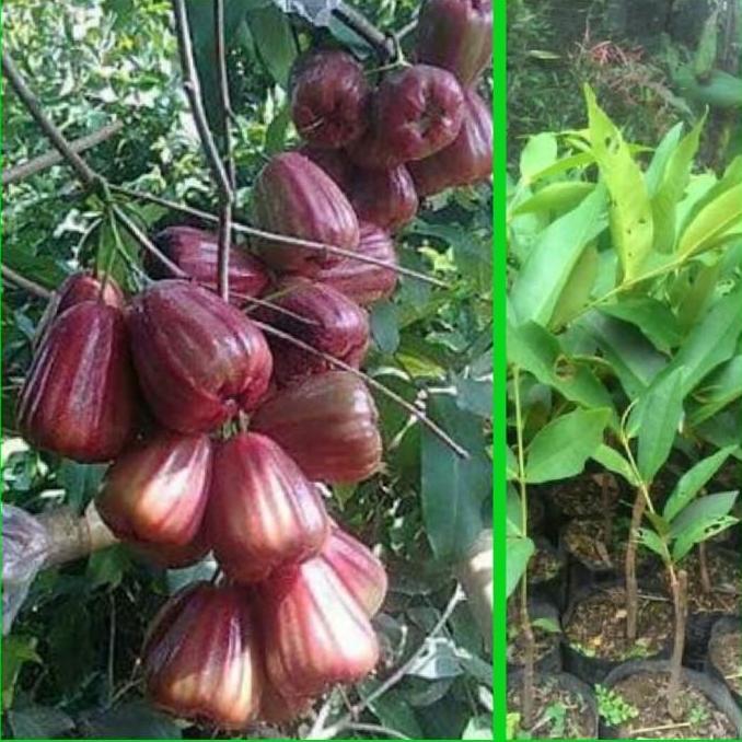 Bibit Jambu Air King Rose Jumbo