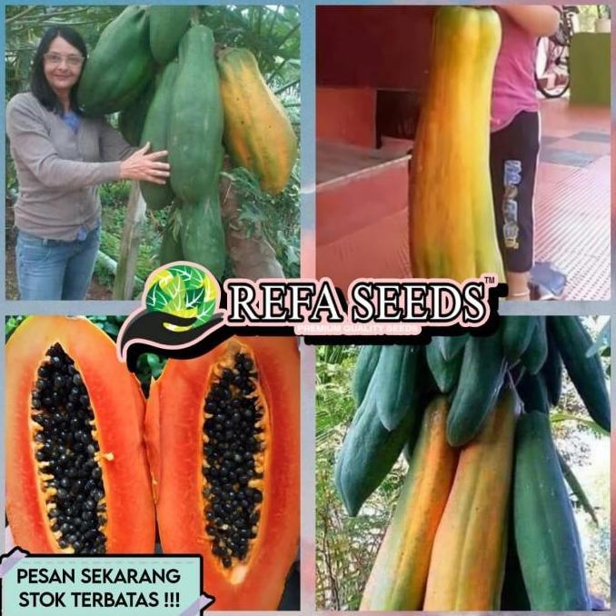 Biji Benih Pepaya Raksasa F1 Import / Benih Pepaya Raksasa Langka Unik