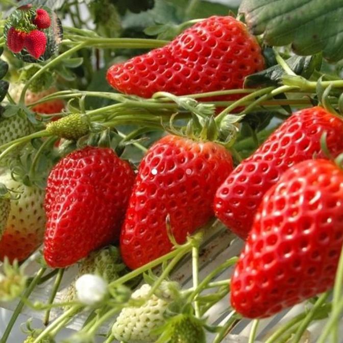 bibit strawberry sachinoka langka