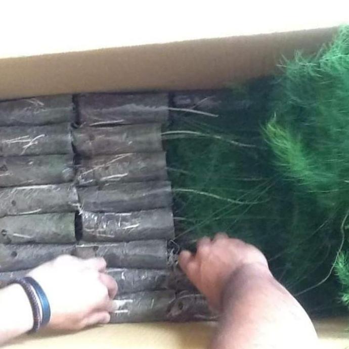 bibit asparagus siap tanam