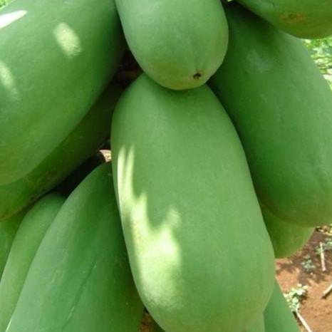 Benih Pepaya Callina IPB (IPB9)