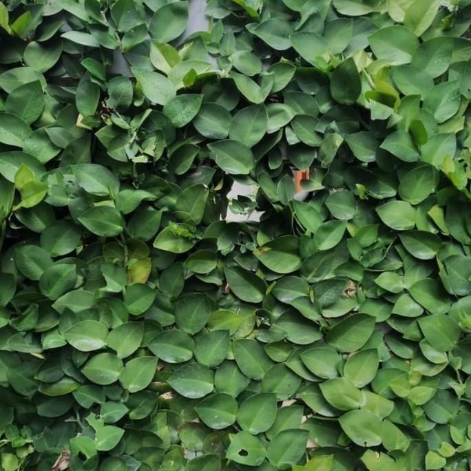 Bibit Tanaman hias dollar daun besar,jumbo/dolar rambat dinding tembok