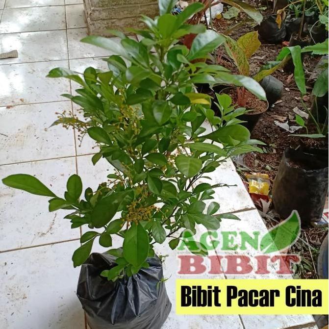Bibit Pohon Culan - Tanaman Pacar Cina - Kemuning Cina