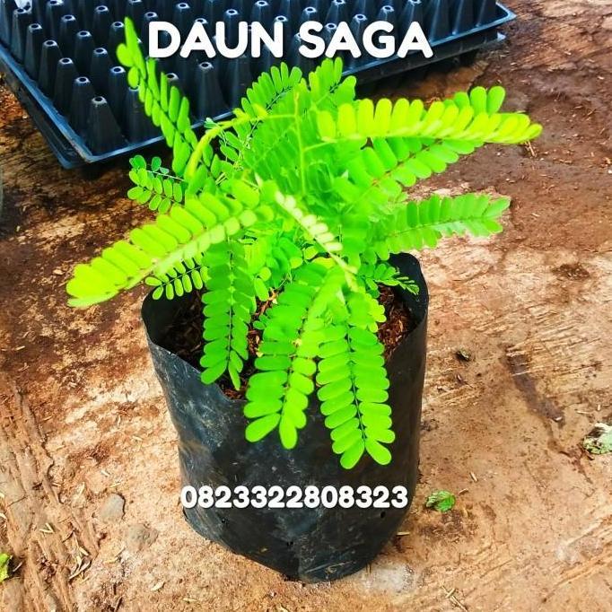 Saga Bibit Daun saga Bibit saga Tanaman saga