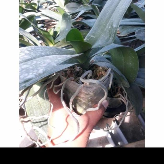 anggrek bulan jumbo dewasa