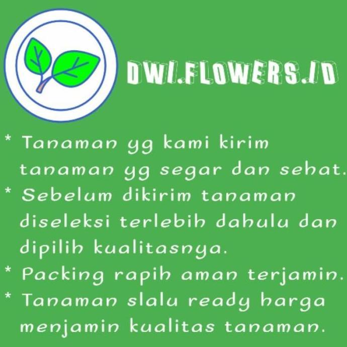 Tanaman Tabebuya Varian Warna Pohon Tabebuya Bibit Tanaman Tabebuya