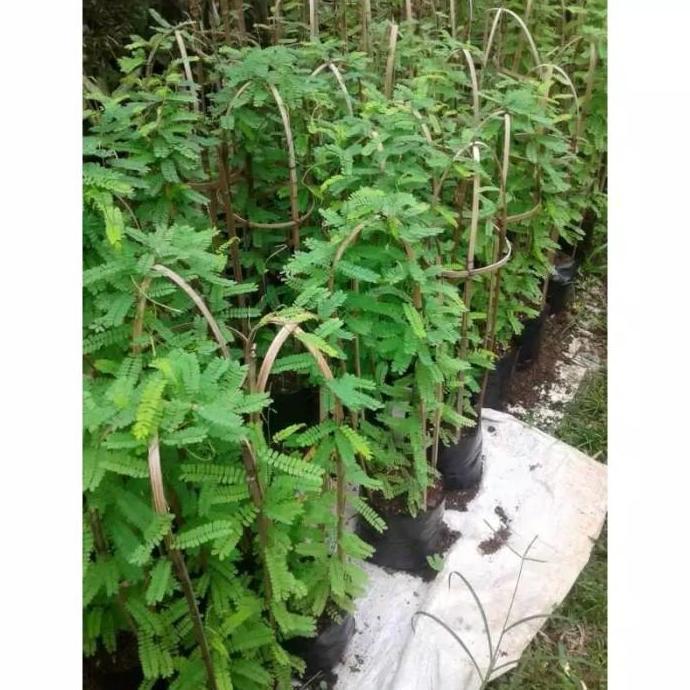 Bibit Tanaman Saga Pohon Saga Tanaman Daun Saga Pohon Daun Saga