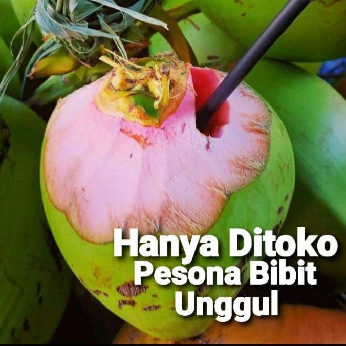 Bibit Kelapa Wulung, Kelapa Hijau Wulung, Kelapa Ijo Wulung Asli 100%