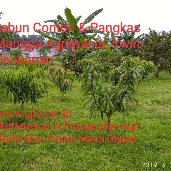 Paket Entres Mangga 4-6 batang