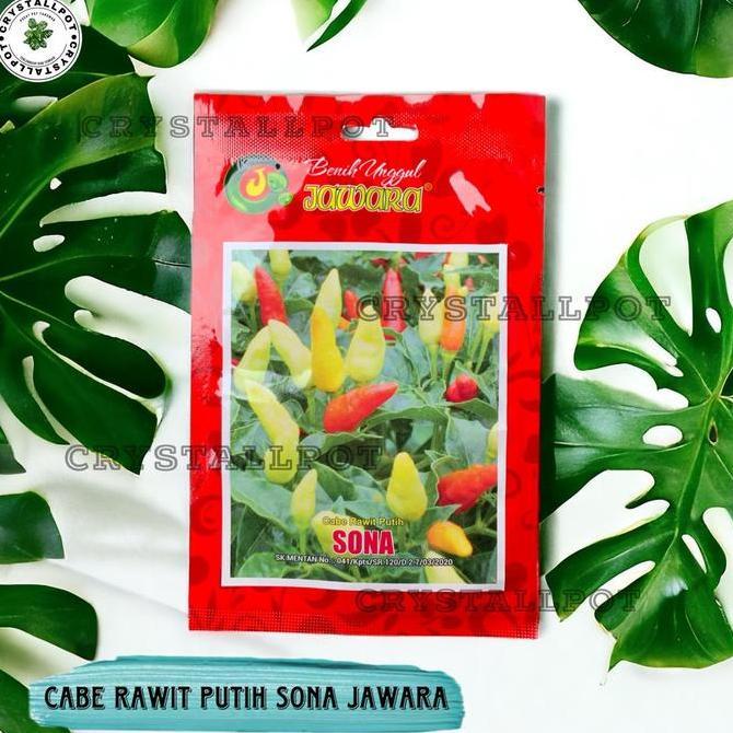 Grdwill- Benih Bibit Cabe Rawit Putih Sona Benih Unggul Jawara - Cabe Rawit Putih Sona