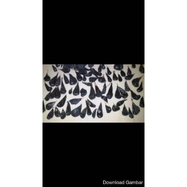 Empedu Ular Cobra Asli Ibu Aminah