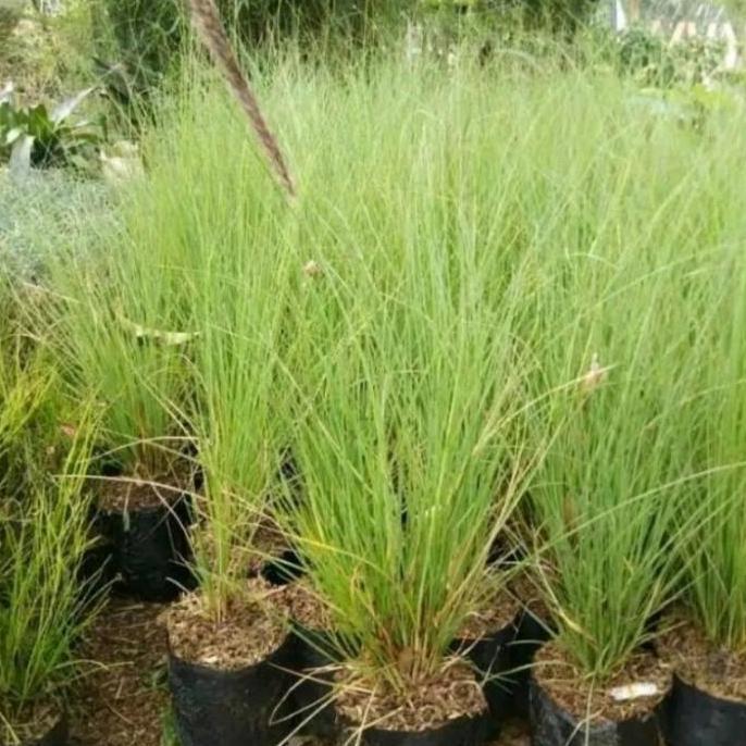 tanaman ekor kuda/ilalang ekor kuda/Alang Alang ekor kuda/tanaman hias