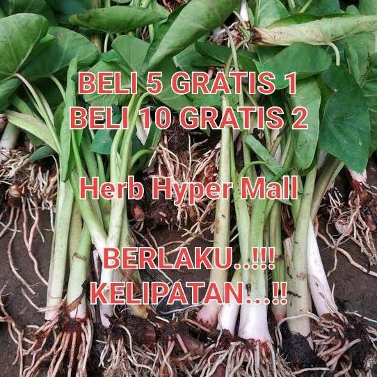 BIBIT TALAS KETAN BOGOR