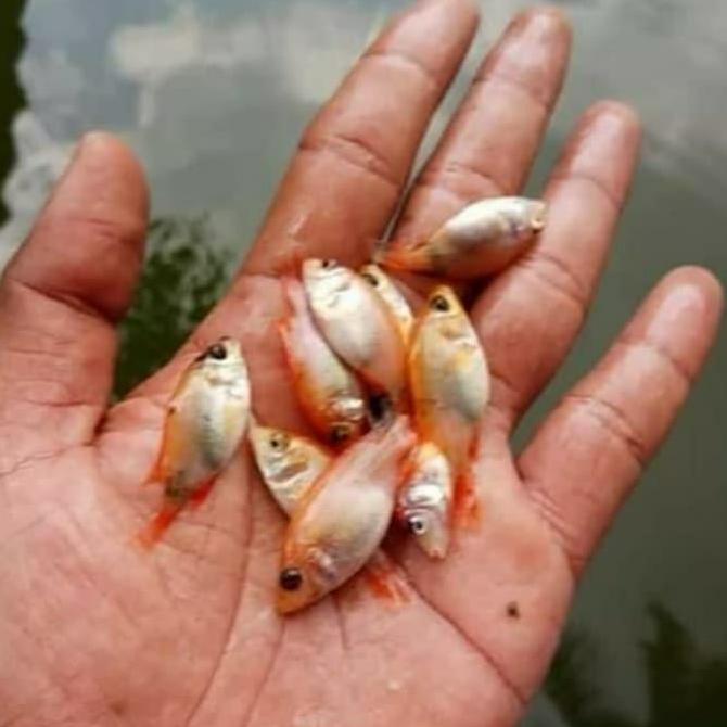 bibit ikan nila bangkok merah