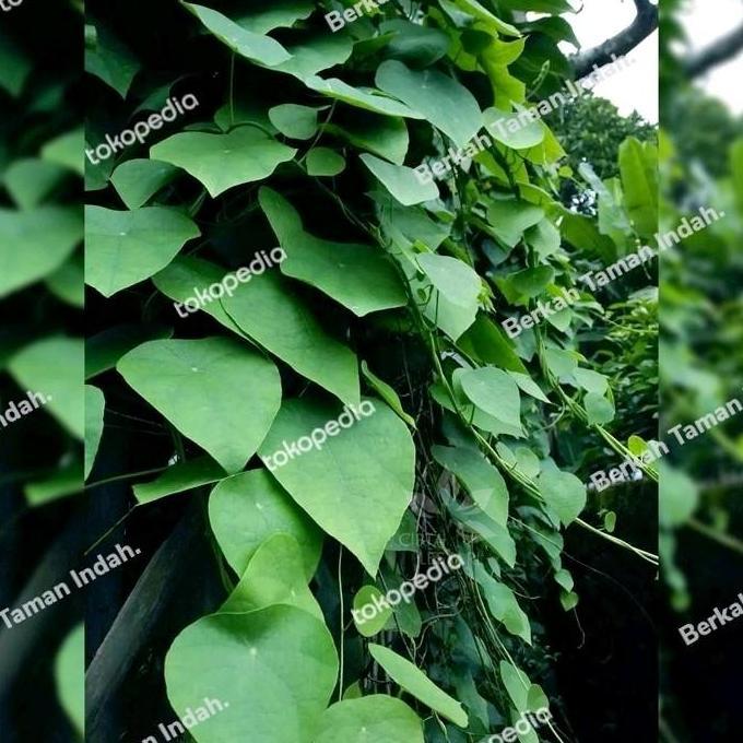 Bibit Tanaman Cincau Bulu Hijau - Pohon Daun Cincau Bulu Rambat