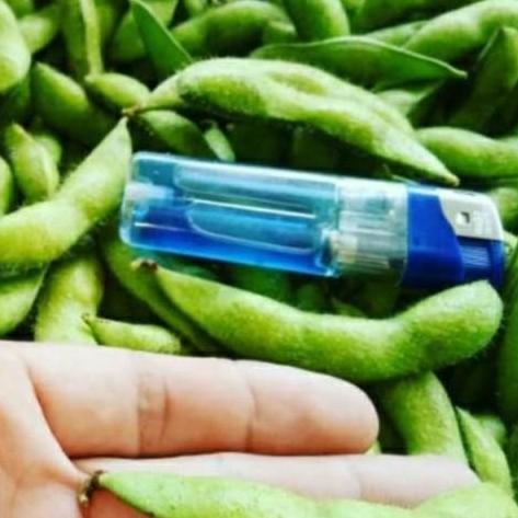 benih KEDELAI EDAMAME JEPANG RYOKO 75 bibit unggul berkualitas