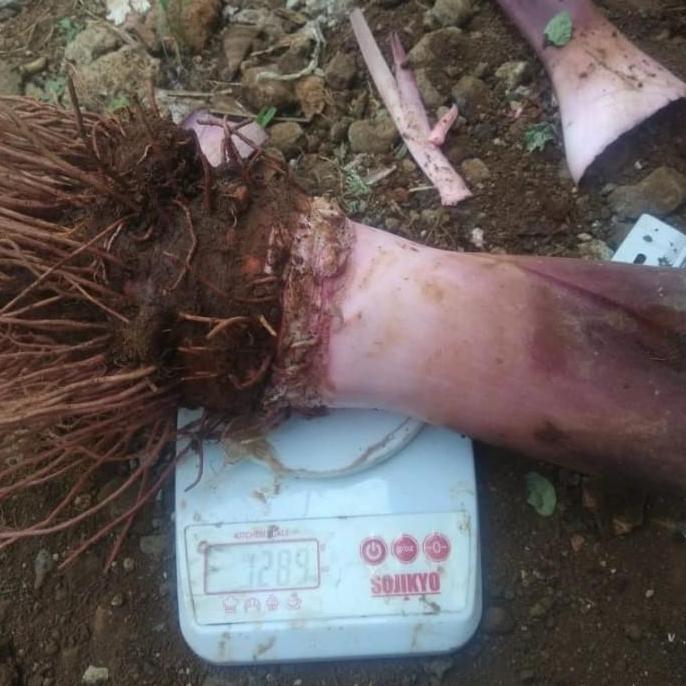 bibit talas jepang merah