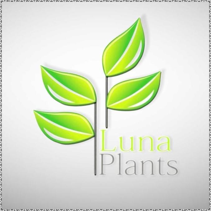 Tanaman hias puring paket - paket puring - paket hemat puring