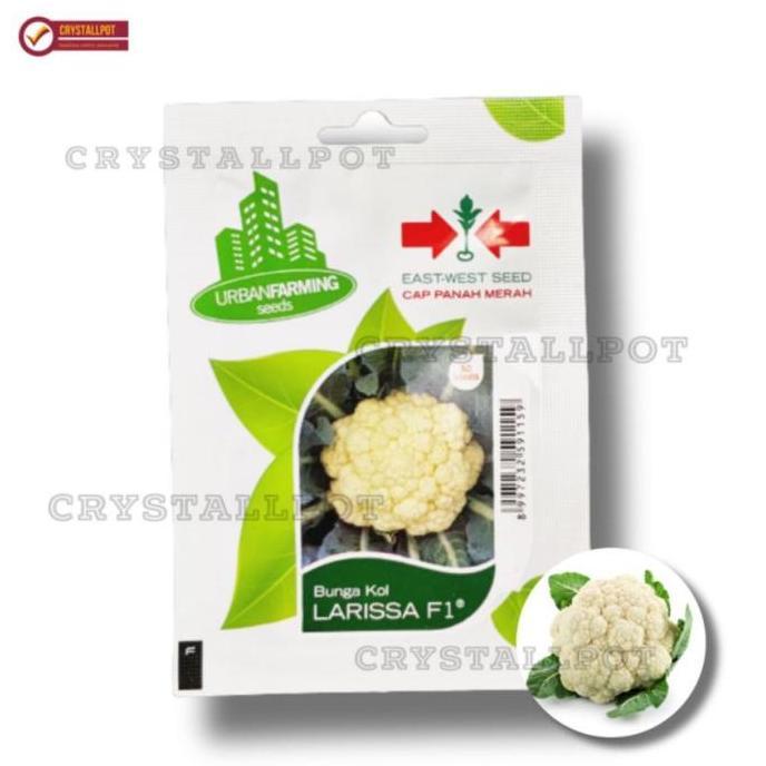 Grdx- Benih Bibit Bunga Kol Larissa F1 Cap Panah Merah - Bunga Kol Larissa