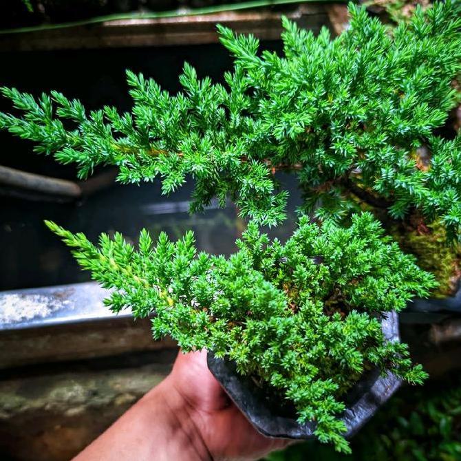 Bonsai Mini Shito Cemara DWARF ORIGINAL JUNIPERUS PROCUMBENS NANA DAUN SUPER MICRO SIAP PAJANG FREE 