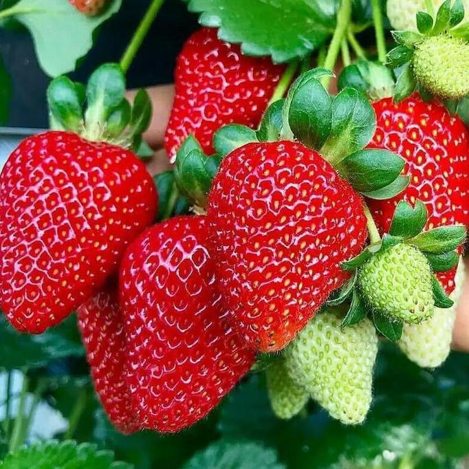 Grdwix- 0B Benih Strawberry Jumbo Rasa Manis Benih Kemasan Pabrik Sesuai Foto