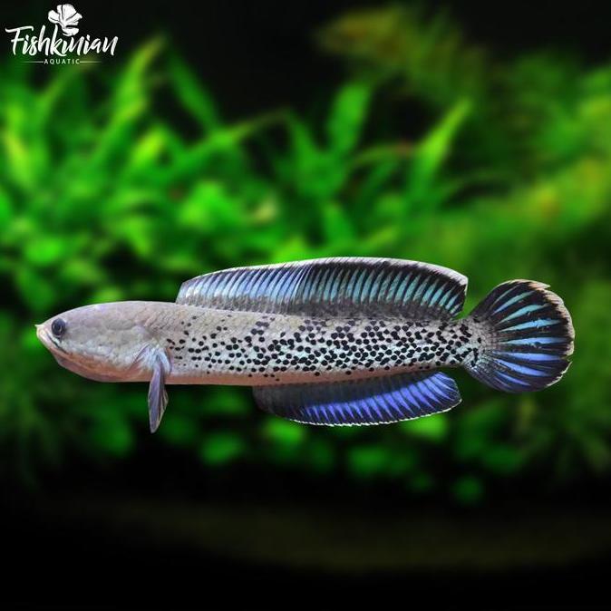 Fishboy- Ikan Channa Stewarti Grade A