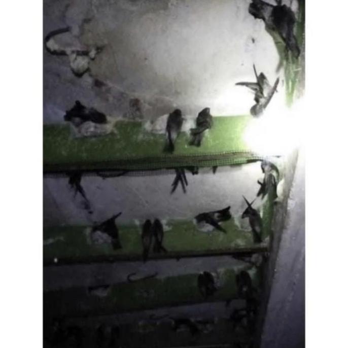 Bridwoi- Ram Rpg Plastik Thailand Pelapis Sirip Walet