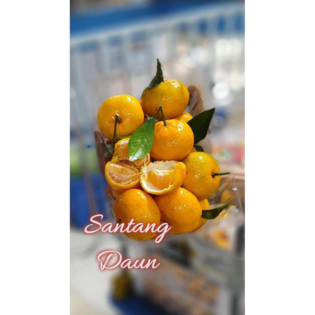 Bnbx- Buah Jeruk Santang Daun Birma Rrt Jeruk Kecil