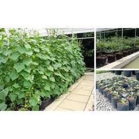 Bisa Cod 1Kg - Polybag Tanaman Lengkap Plastik Polybag / Polybag Tanaman ><