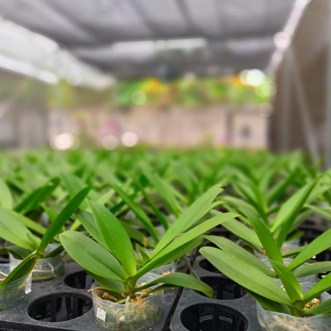 Anggrek Bulan Taiwan Dewasa spike - knop!!