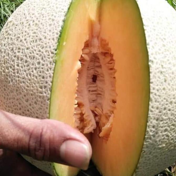 Melon JUMBO F1 "bintang asia"