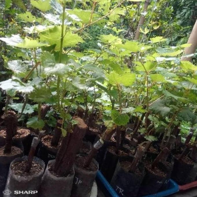 Bibit Anggur Jupiter Grafting - Anggur Impor Paling Genjah