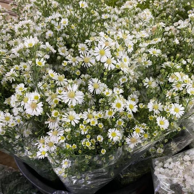 Flowpick- Bunga Pikok Putih
