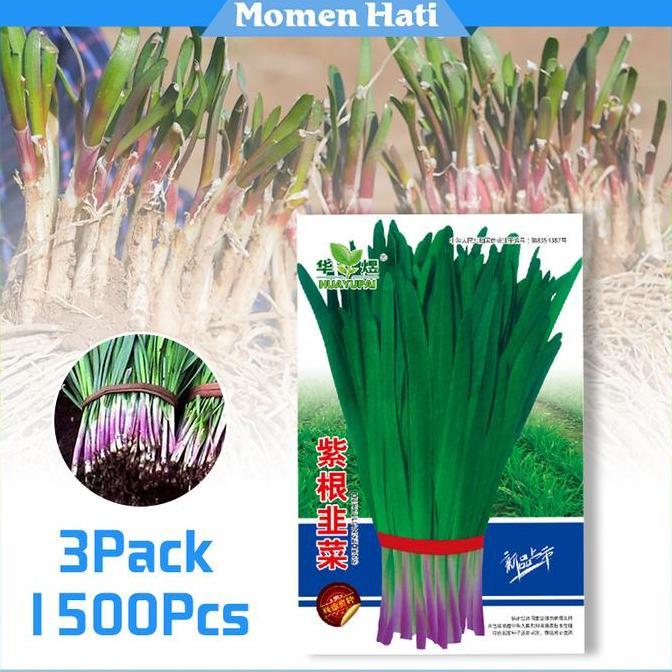 SIMATEKNO Benih Sayuran Kualitas Tinggi / Bibit Daun Bawang Prei 3Pack / Pertumbuhan Cepat