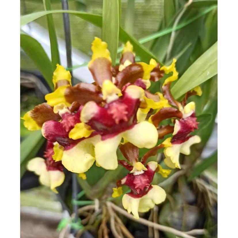 SPIKE Oncidium Space Race Coco