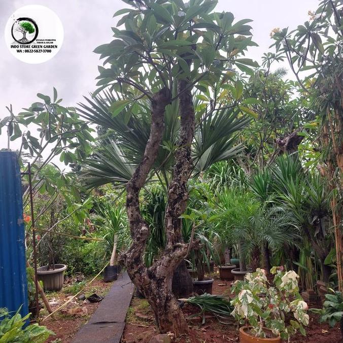 Terlaris Pohon Kamboja Fosil Bunga Kuning Batang Cabang 2 Tinggi 3-4 Meter Free Ongkir