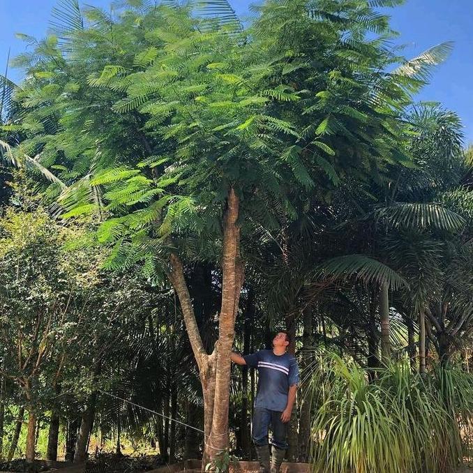 Terlaris Pohon Flamboyan Besar / Pohon Flamboyan Diameter Batang 30Cm / Tanaman Peneduh Pohon Flambo