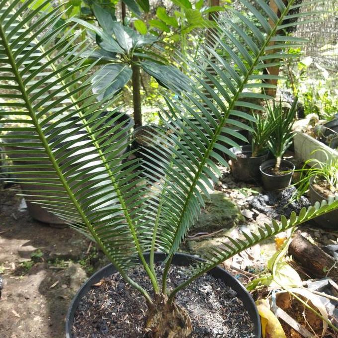 Terlaris Dion Edule Blue D1 Tanaman