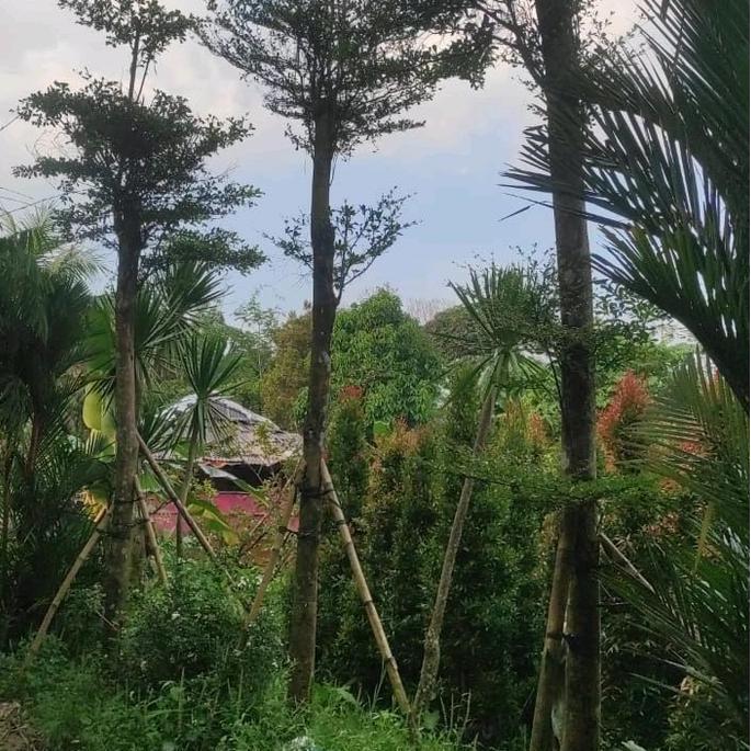 Terlaris Pohon Ketapang Kencana Besar Diameter Batang 18-20 Cm